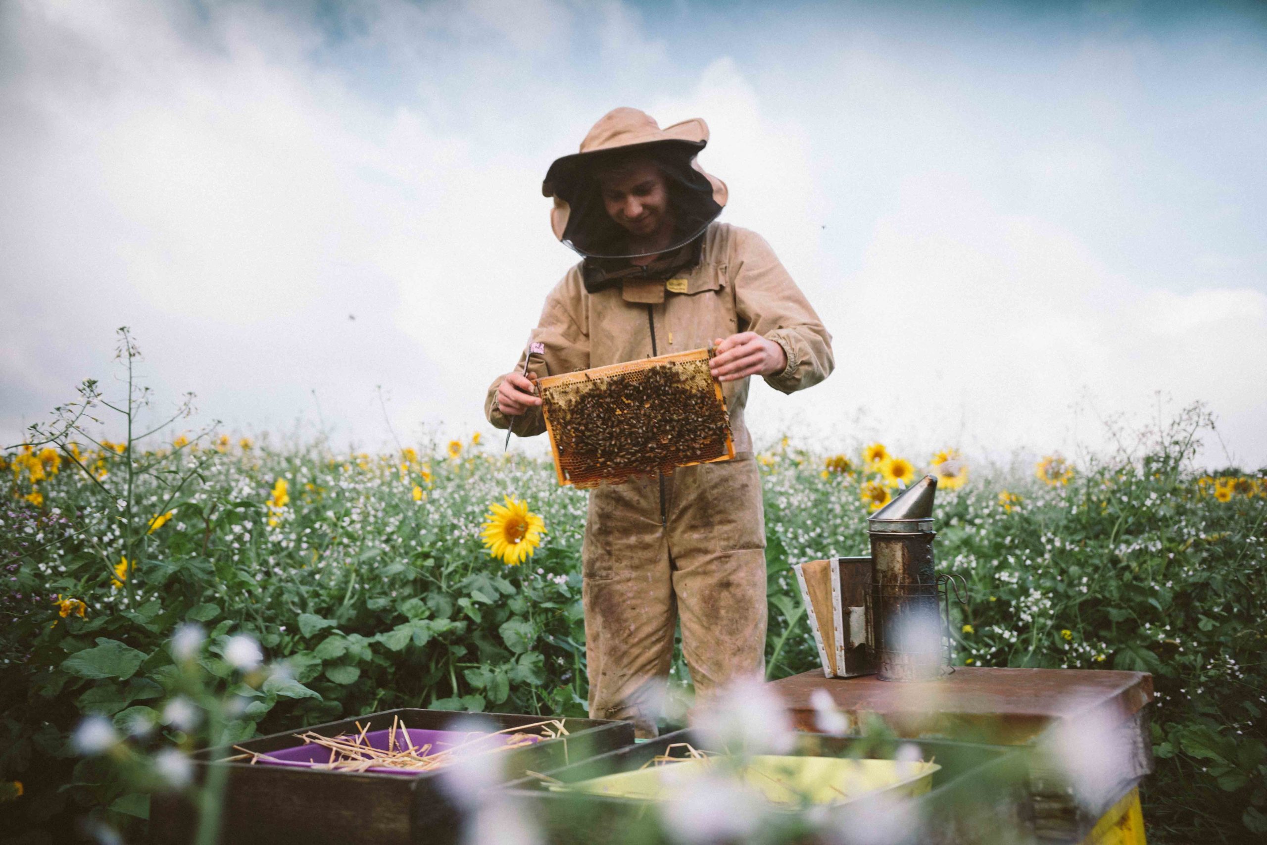 Beekeeper in sunflowers looking through a hive