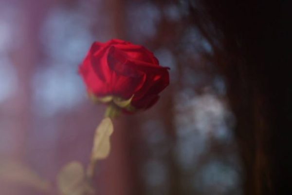 A red rose in a woodland