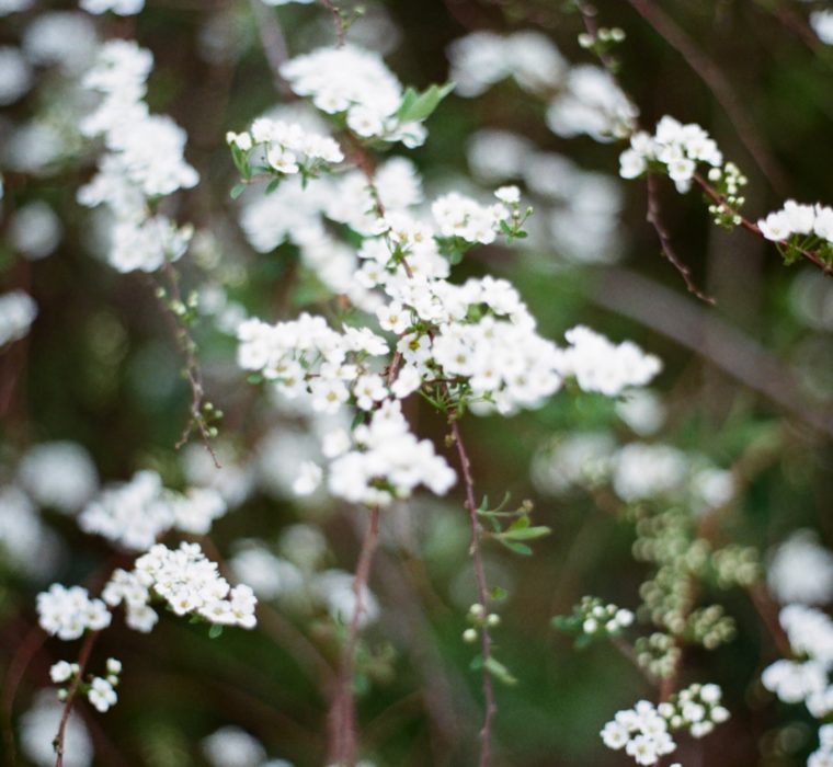 White Flowers Landscape